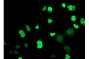 Immunofluorescence (IF) image for anti-Myocyte Enhancer Factor 2C (MEF2C) antibody (ABIN1499362)