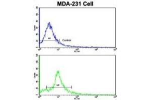 Flow Cytometry (FACS) image for anti-Nucleoporin 62kDa (NUP62) antibody (ABIN3003247) (NUP62 anticorps)