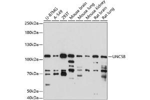 Western blot analysis of extracts of various cell lines, using UNC5B antibody (ABIN7268854) at 1:1000 dilution. (UNC5B anticorps  (AA 290-377))