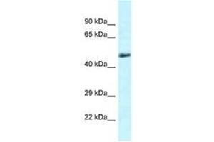 Image no. 1 for anti-Solute Carrier Family 1 (Glutamate/Neutral Amino Acid Transporter), Member 4 (SLC1A4) (C-Term) antibody (ABIN6747660) (SLC1A4 anticorps  (C-Term))