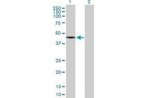 Western Blot analysis of SUDS3 expression in transfected 293T cell line by SUDS3 MaxPab polyclonal antibody. (SDS3 anticorps  (AA 1-328))