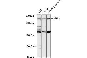 Western blot analysis of extracts of various cell lines, using MKL2 antibody  at 1:3000 dilution.