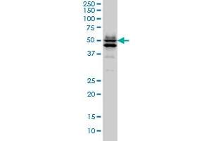 GATA2 monoclonal antibody (M02), clone 1G5 Western Blot analysis of GATA2 expression in Hela S3 NE . (GATA2 anticorps  (AA 1-102))
