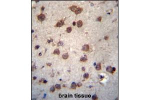PHAX Antibody (C-term) (ABIN656761 and ABIN2845982) immunohistochemistry analysis in formalin fixed and paraffin embedded human brain tissue followed by peroxidase conjugation of the secondary antibody and DAB staining.
