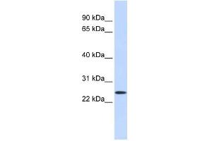 PRRG1 antibody used at 1 ug/ml to detect target protein. (PRRG1 anticorps)
