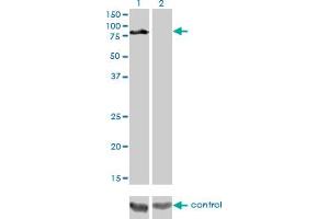 Western blot analysis of DVL3 over-expressed 293 cell line, cotransfected with DVL3 Validated Chimera RNAi (Lane 2) or non-transfected control (Lane 1).