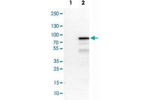 Western Blot analysis of Lane 1: negative control (vector only transfected HEK293T cell lysate) and Lane 2: over-expression lysate (co-expressed with a C-terminal myc-DDK tag in mammalian HEK293T cells) with HNF1B monoclonal antibody, clone CL0374 .
