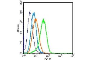 cells probed with Rabbit Anti-Calponin 2 + 3 Polyclonal Antibody