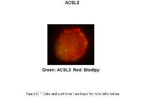Researcher: Received from anonymous Application: IHC Species+tissue/cell type:THP-1 derived macrophage Primary antibody dilution: 1:200 Secondary antibody: Goat anti-rabbit Alexa Fluor 647 Secondary antibody dilution:1:333 (Acsl3 anticorps  (N-Term))