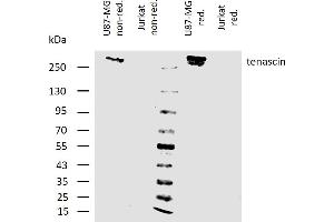 Western blotting analysis of human tenascin C using mouse monoclonal antibody T2H5 on lysates of U87-MG cell line and Jurkat cell line (tenascin non-expressing cell line, negative control) under non-reducing and reducing conditions.