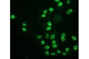 Immunofluorescence (IF) image for anti-Monoglyceride Lipase (MGLL) antibody (ABIN1499437) (MGLL anticorps)
