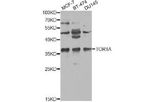 Western blot analysis of extracts of various cell lines, using TOR1A antibody (ABIN1875166) at 1:1000 dilution. (TOR1A anticorps)