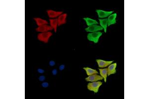 ABIN7095529 and ABIN7099586 staining Hela cells by IF/ICC. (PPP2R5B anticorps)