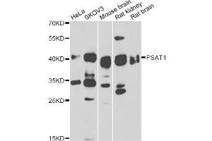 Western blot analysis of extracts of various cell lines, using PSAT1 antibody (ABIN6293473) at 1:1000 dilution. (PSAT1 anticorps)
