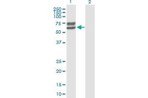 Western Blot analysis of LCTL expression in transfected 293T cell line by LCTL MaxPab polyclonal antibody.