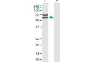 Western Blot analysis of LCTL expression in transfected 293T cell line by LCTL MaxPab polyclonal antibody. (LCTL anticorps  (AA 1-567))