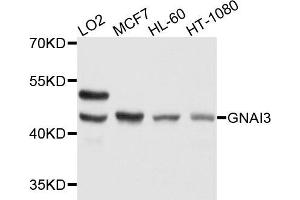 Western blot analysis of extract of various cells, using GNAI3 antibody. (GNAI3 anticorps)