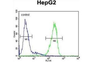 Flow cytometric analysis of HepG2 cells using TMEM112B / TMEM153 Antibody (C-term) Cat.