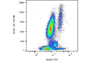 Surface staining of CD200 in human peripheral blood with anti-CD200 (OX-104) FITC.