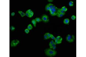 Immunofluorescence staining of HepG2 cells with ABIN7158426 at 1:133, counter-stained with DAPI.