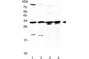 Western blot testing of 1) rat testis, 2) mouse testis, 3) human MCF7 and 4) human A549 lysate with RPS6 antibody at 0. (RPS6 anticorps  (AA 13-52))