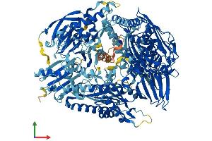 AlphaFold protein structure predicition of Mouse Recombinant Oplah Protein, UniprotID Q8K010