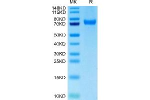 Biotinylated Human CD229 on Tris-Bis PAGE under reduced condition.