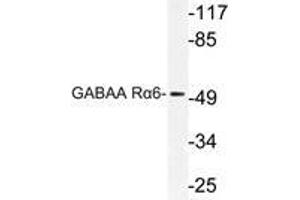 Western blot (WB) analysis of GABAA Rα6 antibody in extracts from Jurkat cells. (GABRA6 anticorps)