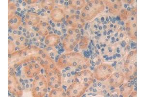 IHC-P analysis of Rat Kidney Tissue, with DAB staining. (TGFB1I1 anticorps  (AA 256-461))