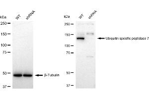 Western blotting analysis using Ubiquitin specific peptidase 7 antibody (ABIN7800738).