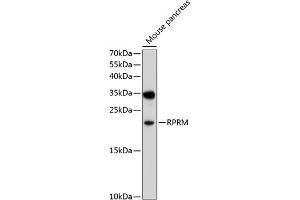 Western blot analysis of extracts of mouse pancreas, using RPRM antibody (ABIN6133164, ABIN6147189, ABIN6147190 and ABIN6214113) at 1:1000 dilution.