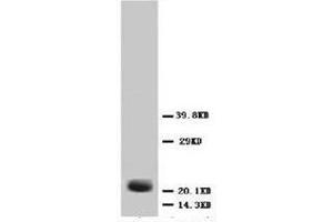 Western blot analysis og Hela cell lysis using FGF4 antibody