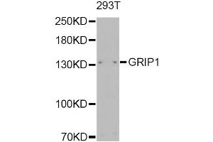 Western blot analysis of extracts of 293T, using GRIP1 Antibody (ABIN2562942) at 1:1000 dilution. (GRIP1 anticorps)