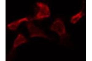 ABIN6273998 staining HepG2 by IF/ICC. (Caspase 2 anticorps  (Internal Region))