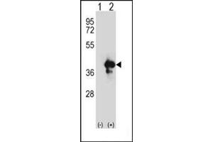 Image no. 3 for anti-Apurinic/Apyrimidinic Endonuclease 1 (APEX1) (AA 40-70), (N-Term) antibody (ABIN358027) (APEX1 anticorps  (N-Term))
