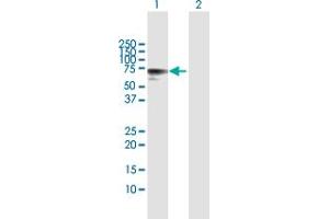 Western Blot analysis of TPP1 expression in transfected 293T cell line by TPP1 MaxPab polyclonal antibody.