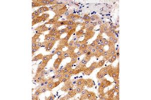 Immunohistochemical analysis of raffin-embedded H.