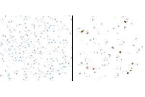 Immunocytochemistry (ICC) image for anti-Indoleamine 2,3-Dioxygenase 1 (IDO1) (AA 1-403) antibody (ABIN7449541) (Recombinant IDO1 anticorps  (AA 1-403))