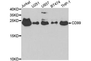Western blot analysis of extracts of various cell lines, using CD99 antibody.
