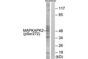 Western blot analysis of extracts from RAW264. (MAPKAP Kinase 2 anticorps  (pSer272))