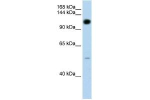 PUM2 antibody used at 1.