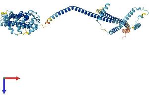 AlphaFold protein structure predicition of Human Recombinant IQCB1 Protein, UniprotID Q15051