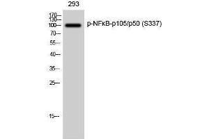 Western Blotting (WB) image for anti-Nuclear Factor of kappa Light Polypeptide Gene Enhancer in B-Cells 1 (NFKB1) (pSer337) antibody (ABIN3182085)