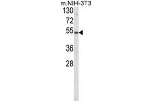 Western blot analysis of PISD Antibody (Center) in NIH-3T3 cell line lysates (35ug/lane). (PISD anticorps  (Middle Region))