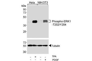 Western blot testing of human HeLa and mouse NIH3T3 cells treated with TPA (200nM) and PDGF (100ng/ml) using phospho-ERK1/2 antibody.