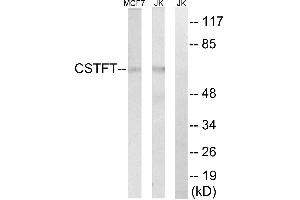 Western blot analysis of extracts from MCF-7 cells and Jurkat cells, using CSTF2T antibody. (CSTF2T anticorps)