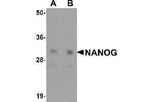 Western Blotting (WB) image for anti-Nanog Homeobox (NANOG) (Middle Region) antibody (ABIN1031009) (Nanog anticorps  (Middle Region))