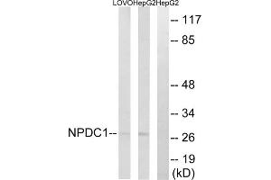 Western blot analysis of extracts from LOVO cells and HepG2 cells, using NPDC1 antibody. (NPDC1 anticorps  (Internal Region))