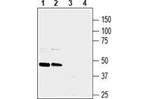 Western blot analysis of mouse brain membranes (lanes 1 and 3) and rat brain membranes (lanes 2 and 4): - 1, 2.