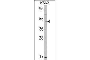 Western blot analysis of GATA2 Antibody (C-term) (ABIN390740 and ABIN2841005) in K562 cell line lysates (35 μg/lane). (GATA2 anticorps  (C-Term))